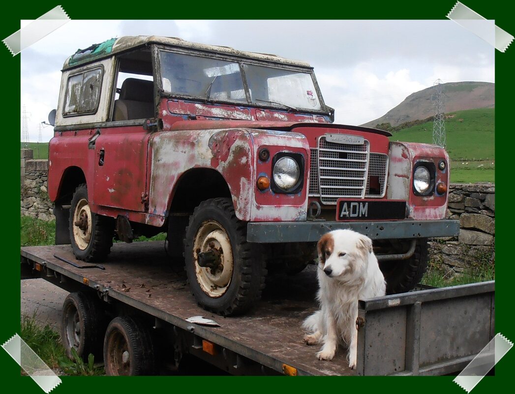 Land Rover Series 2a Project on a trailer. Paint work is very tatty, no door top on passenger side, broken roof window, and flat tyres. White collie type dog sitting in front of Land Rover Series 2a on trailer.